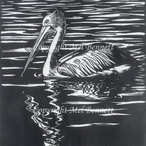 Pelican reflections