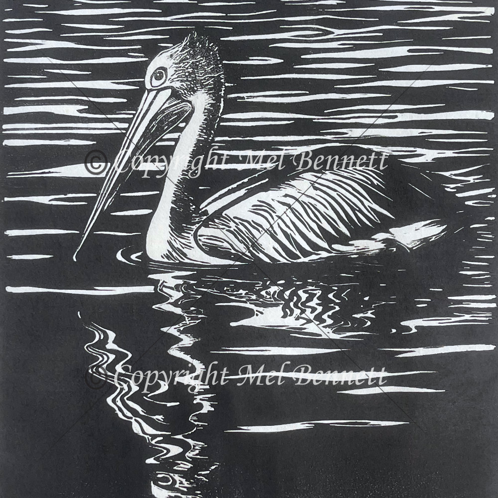 Pelican reflections