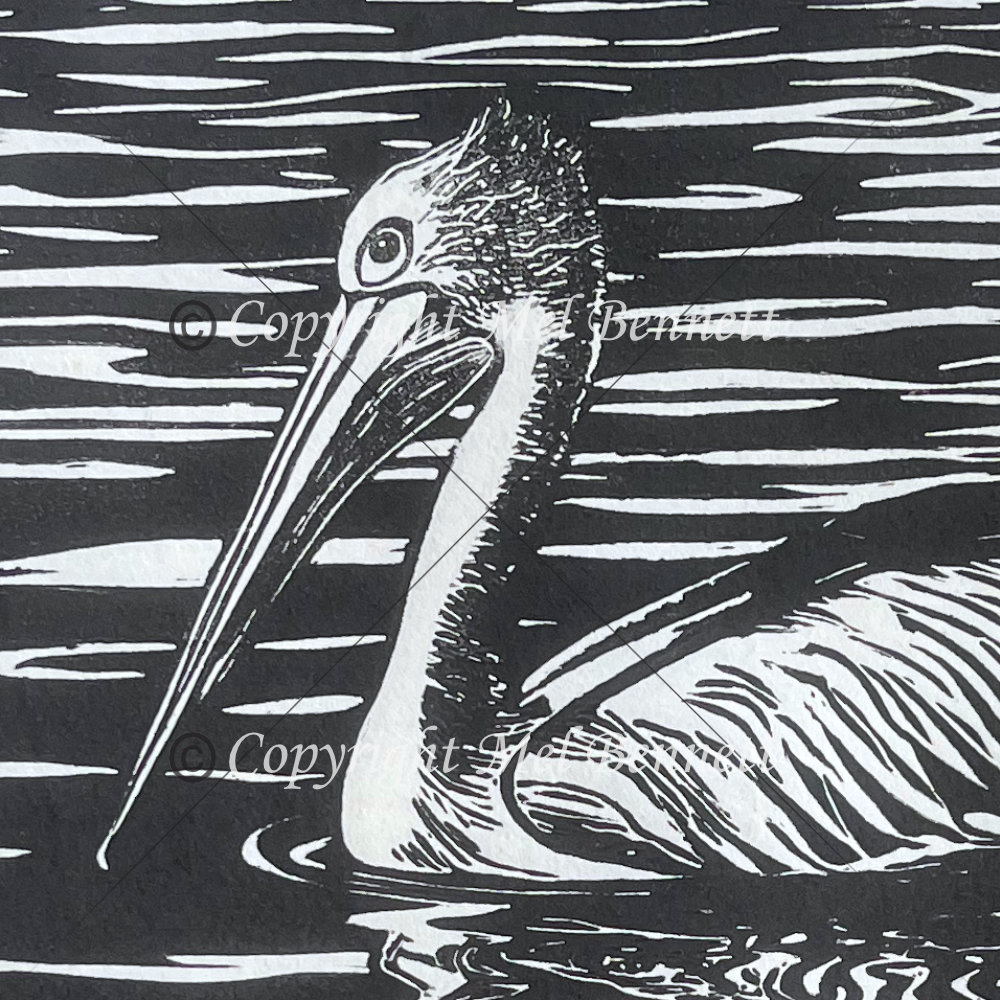 Pelican reflections