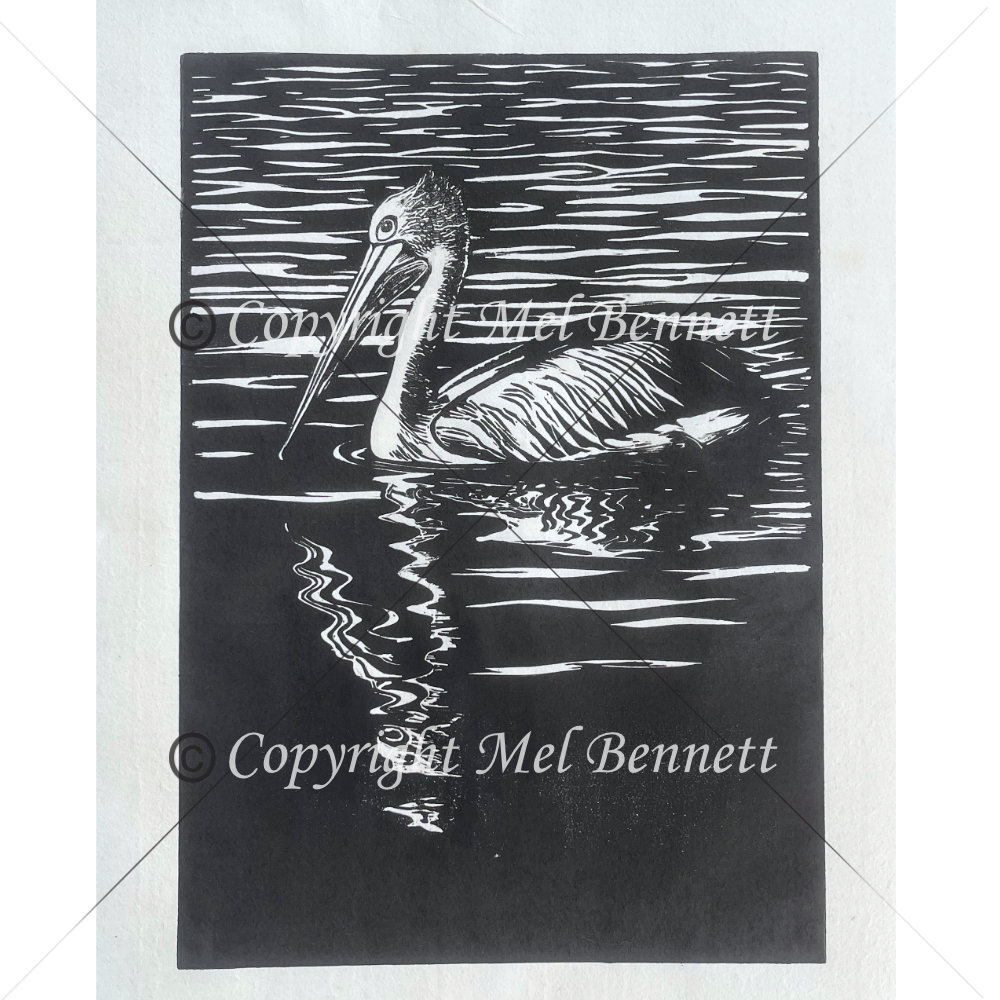 Pelican reflections